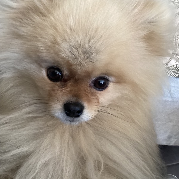 Photo de Samba
