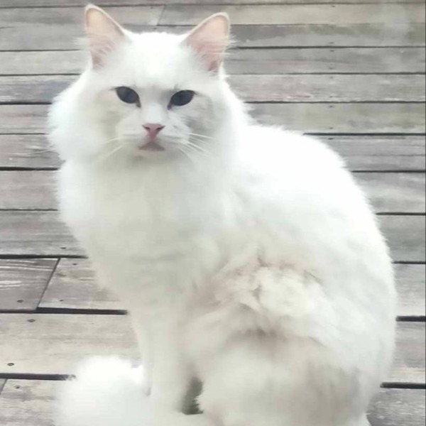 Photo de Tigrou