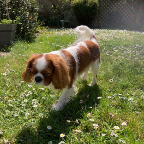 Photo de Tango