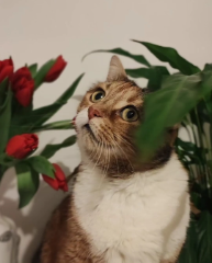 Photo de Nala