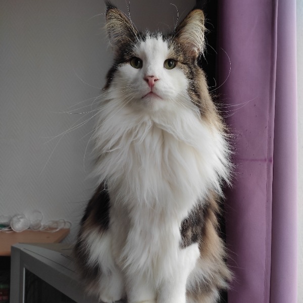 Photo de OTHELLO