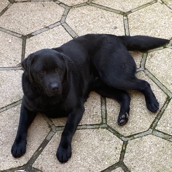 Photo de Pongo