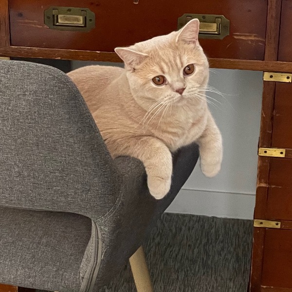 Photo de Kitty