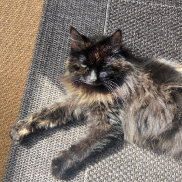 Miuchi