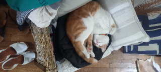 Photo de Tsumi