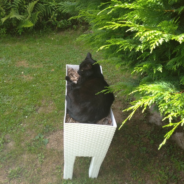 Photo de snoopy ou mimi ou, chatchat!!