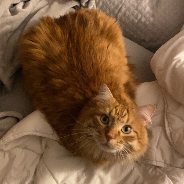Weasley