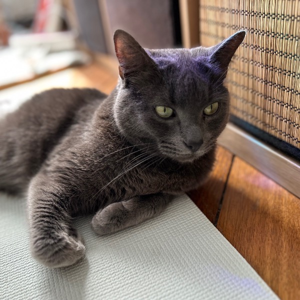 Photo de Kobi