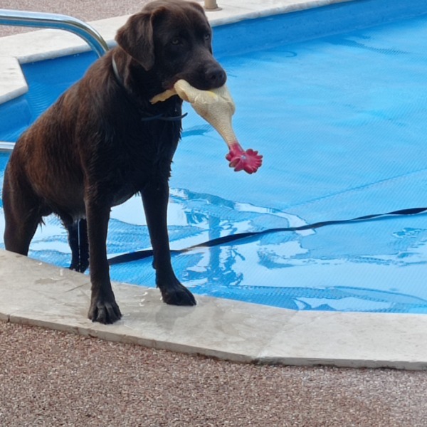 Photo de Pongo