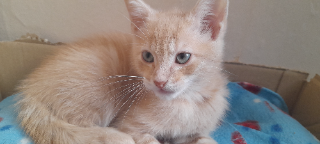 Kovu
