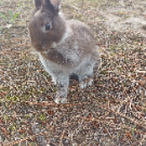 Animal