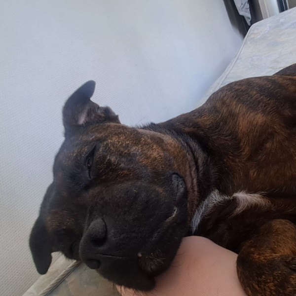 Roxie