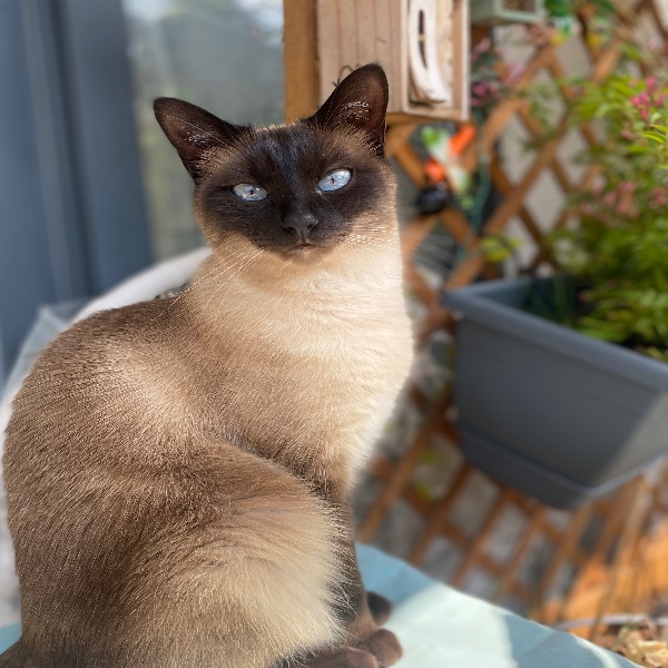 Nala