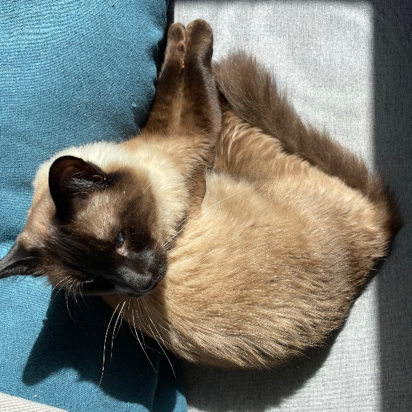Simba