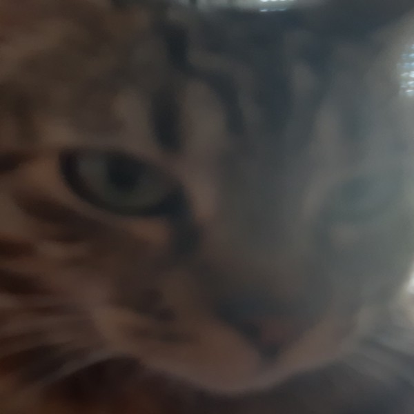 TARA