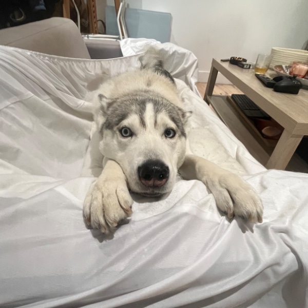 Stella