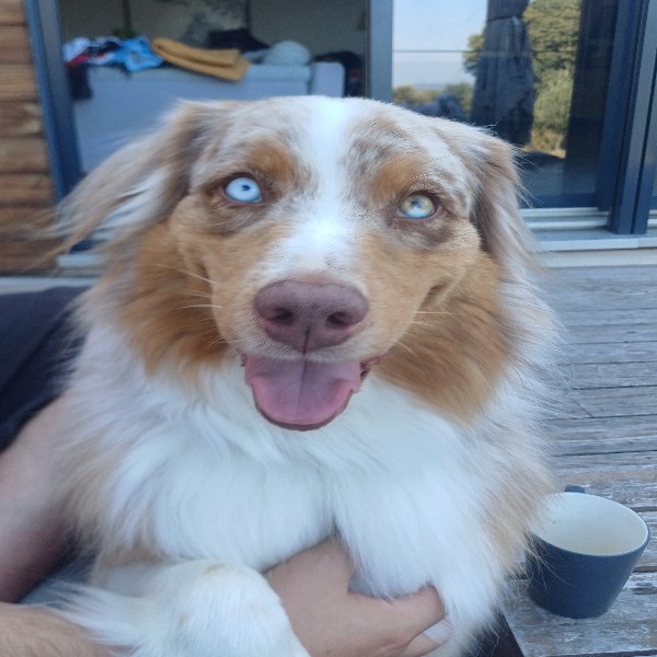 Tango