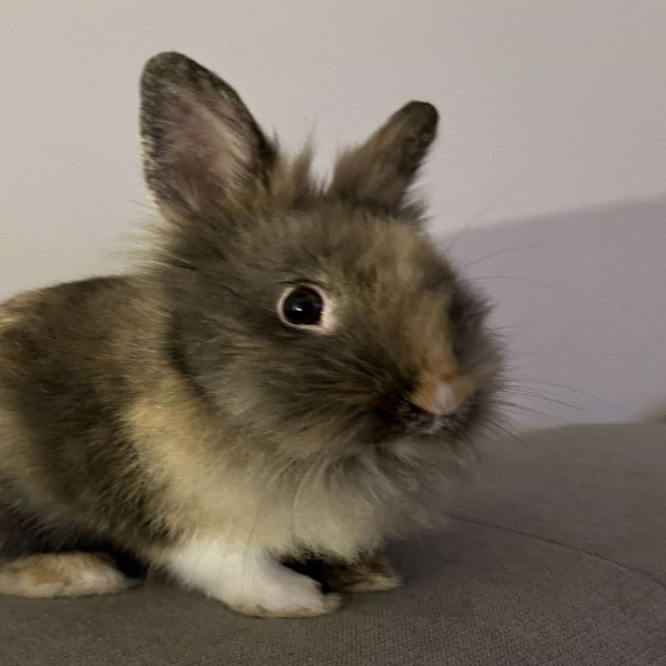 Photo de Buzz