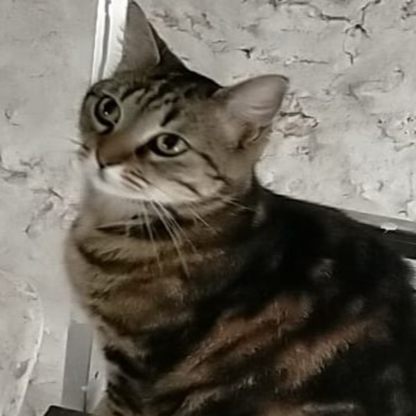 Photo de Rosie