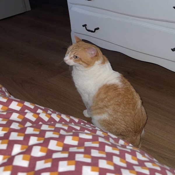 Filou