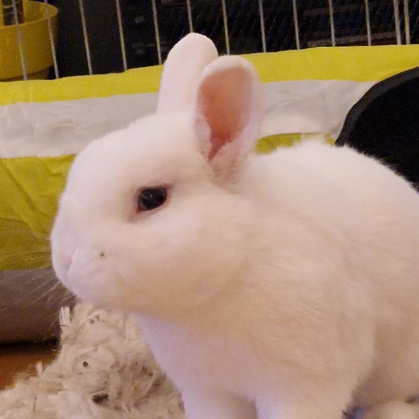 Photo de pompon