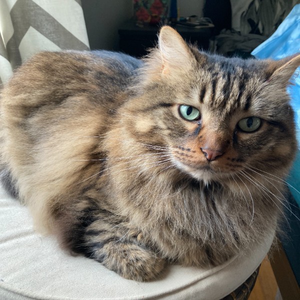 Kumo