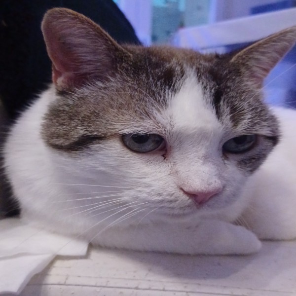 Photo de Sasha
