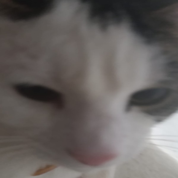 Photo de Kitty