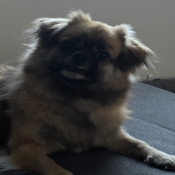 Photo de Simba