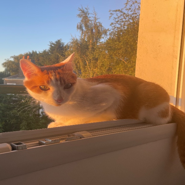 Neko
