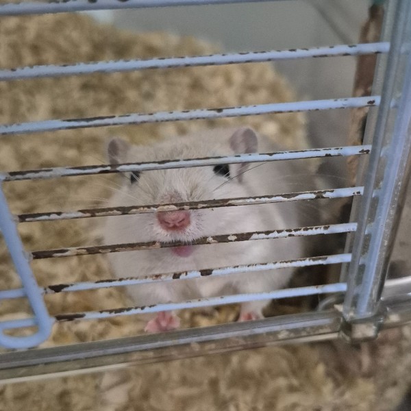 Noisette