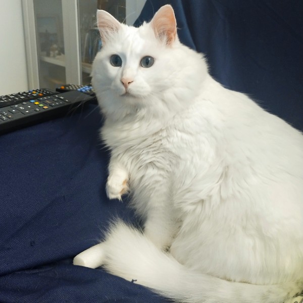 Photo de Snow