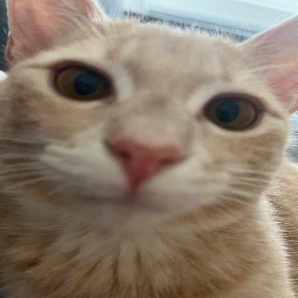 Aslan
