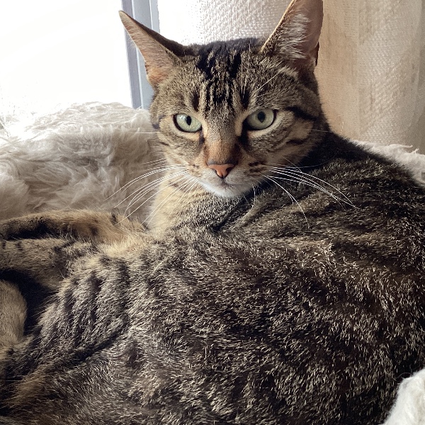 Photo de Salsa