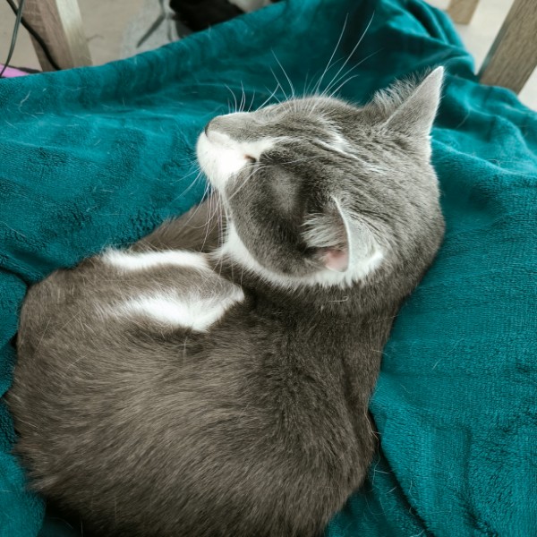 Niloo