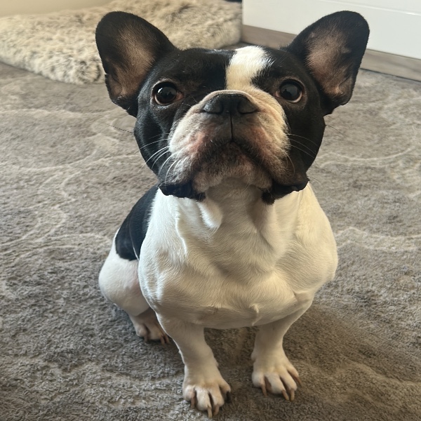 koba