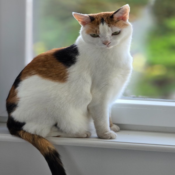 Photo de Olive