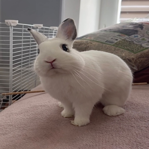 Lapin