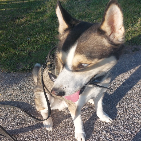 Photo de Spock
