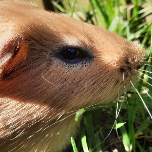 Photo de Cacahuète