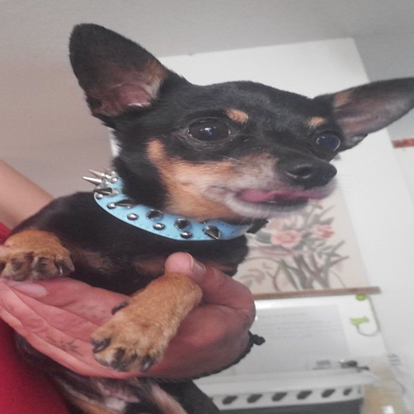 Pixel