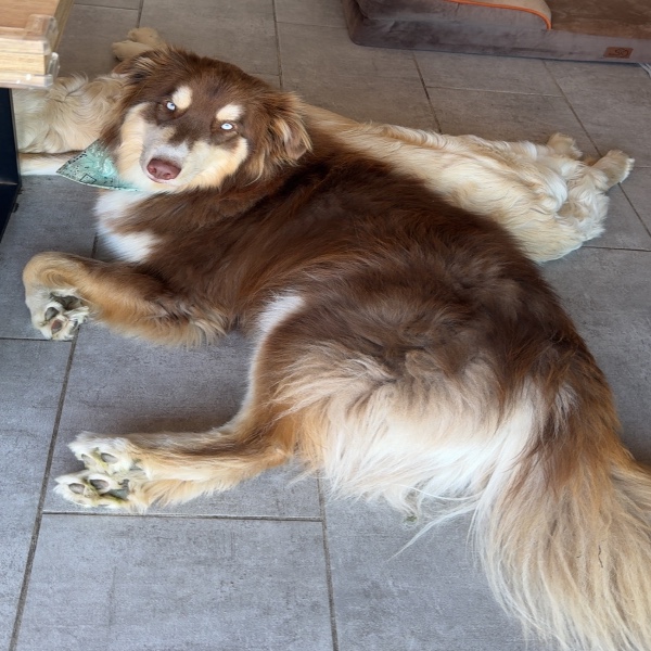 Simba