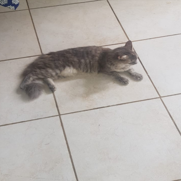 BB