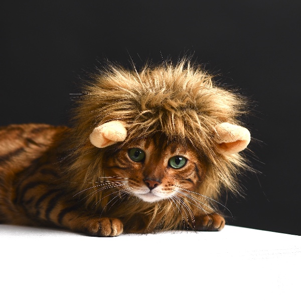 Photo de Simba