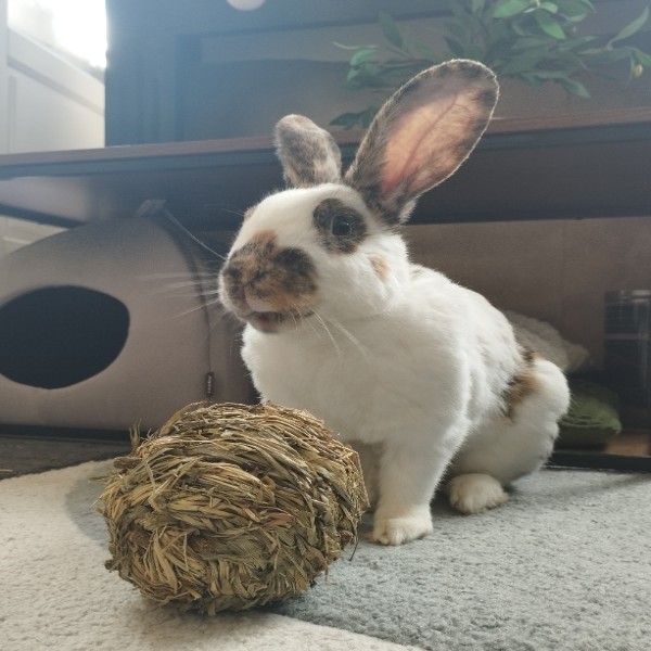 Peanut