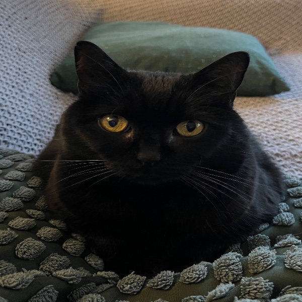 Photo de Luna