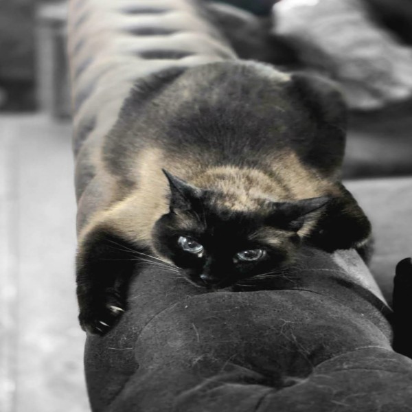 Photo de Kali