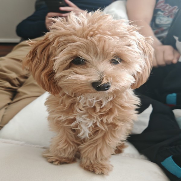 Photo de BILLY-BOBBY-BOY