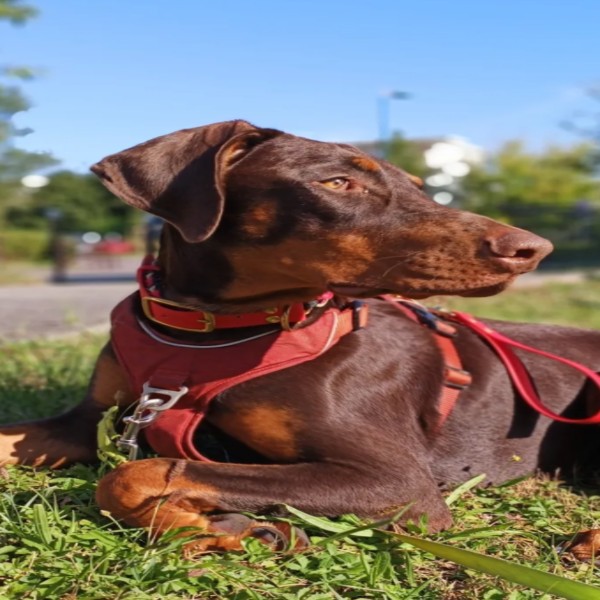 Bella