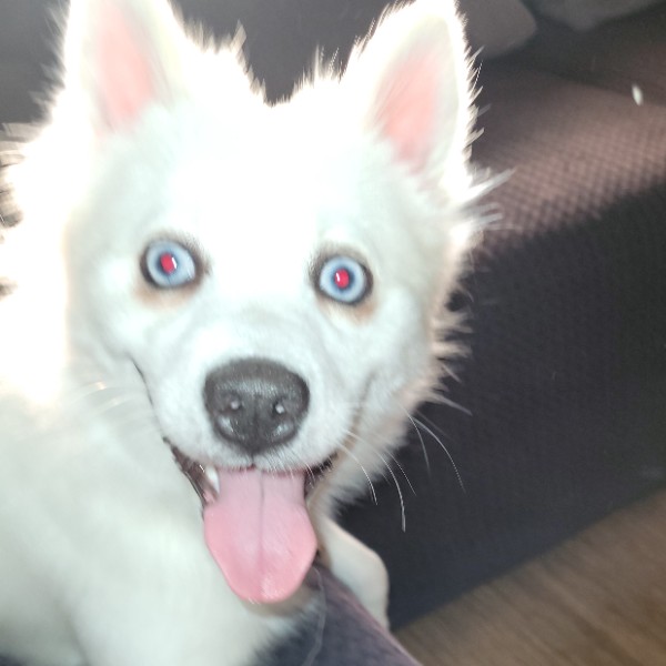 Photo de Yuki